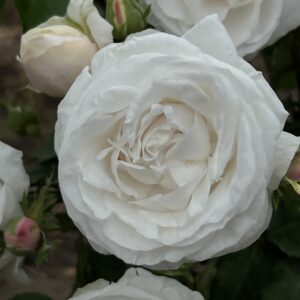 Alison's Rose - Image 3