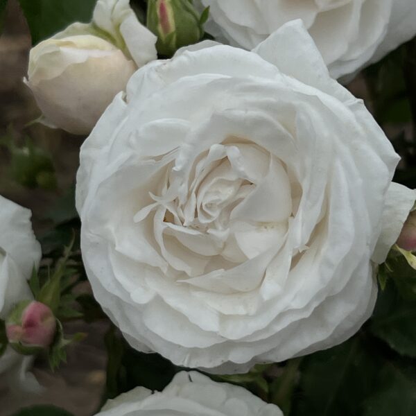 Alison's Rose