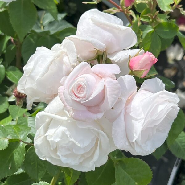Alison's Rose