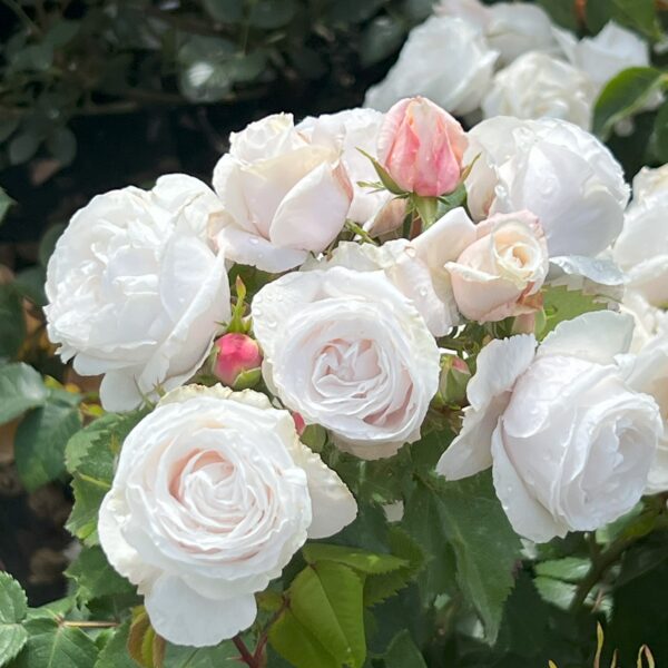 Alison's Rose