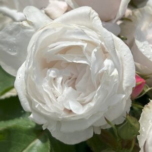 Alison's Rose - Image 5
