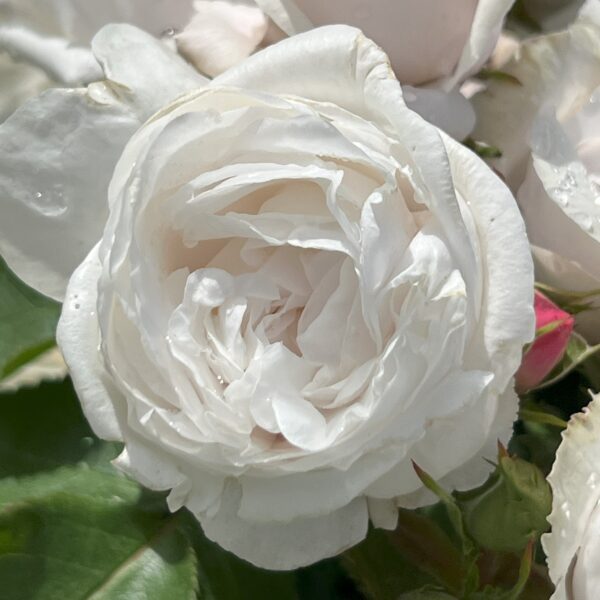Alison's Rose