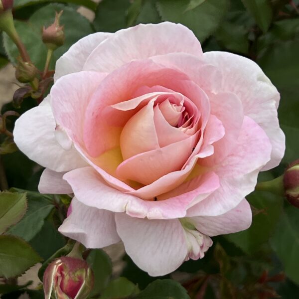 Beverley's Blush