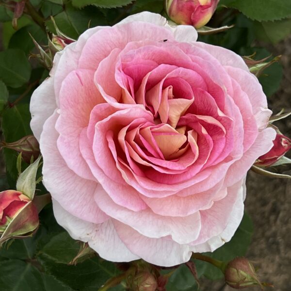 Beverley's Blush