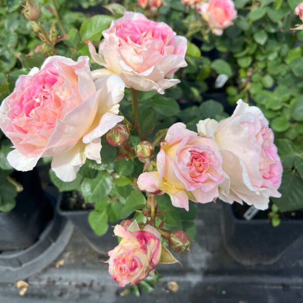 Beverley's Blush