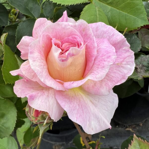 Beverley's Blush