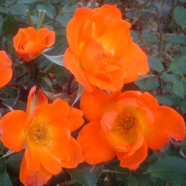 Colin's Rose