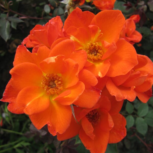 Colin's Rose