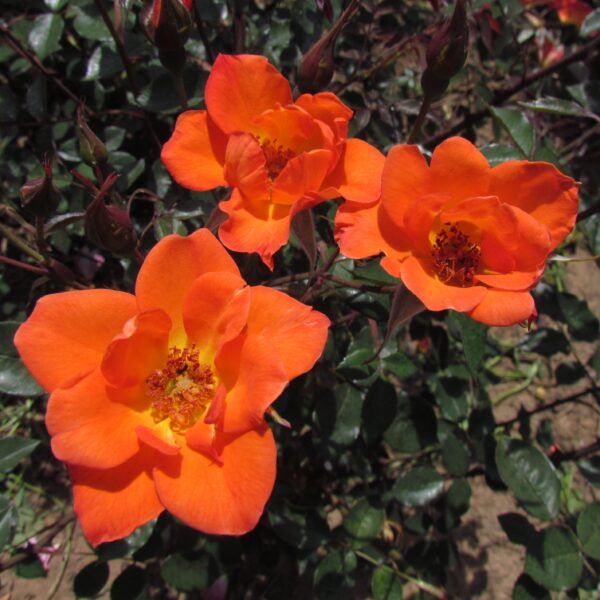 Colin's Rose