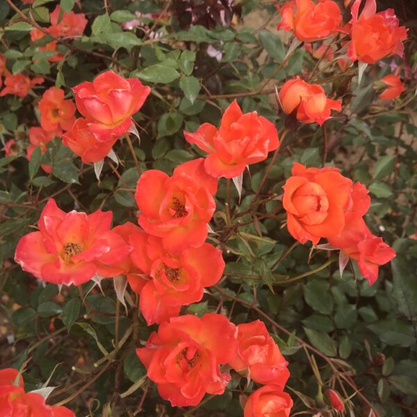 Colin's Rose