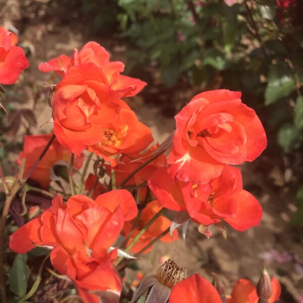 Colin's Rose