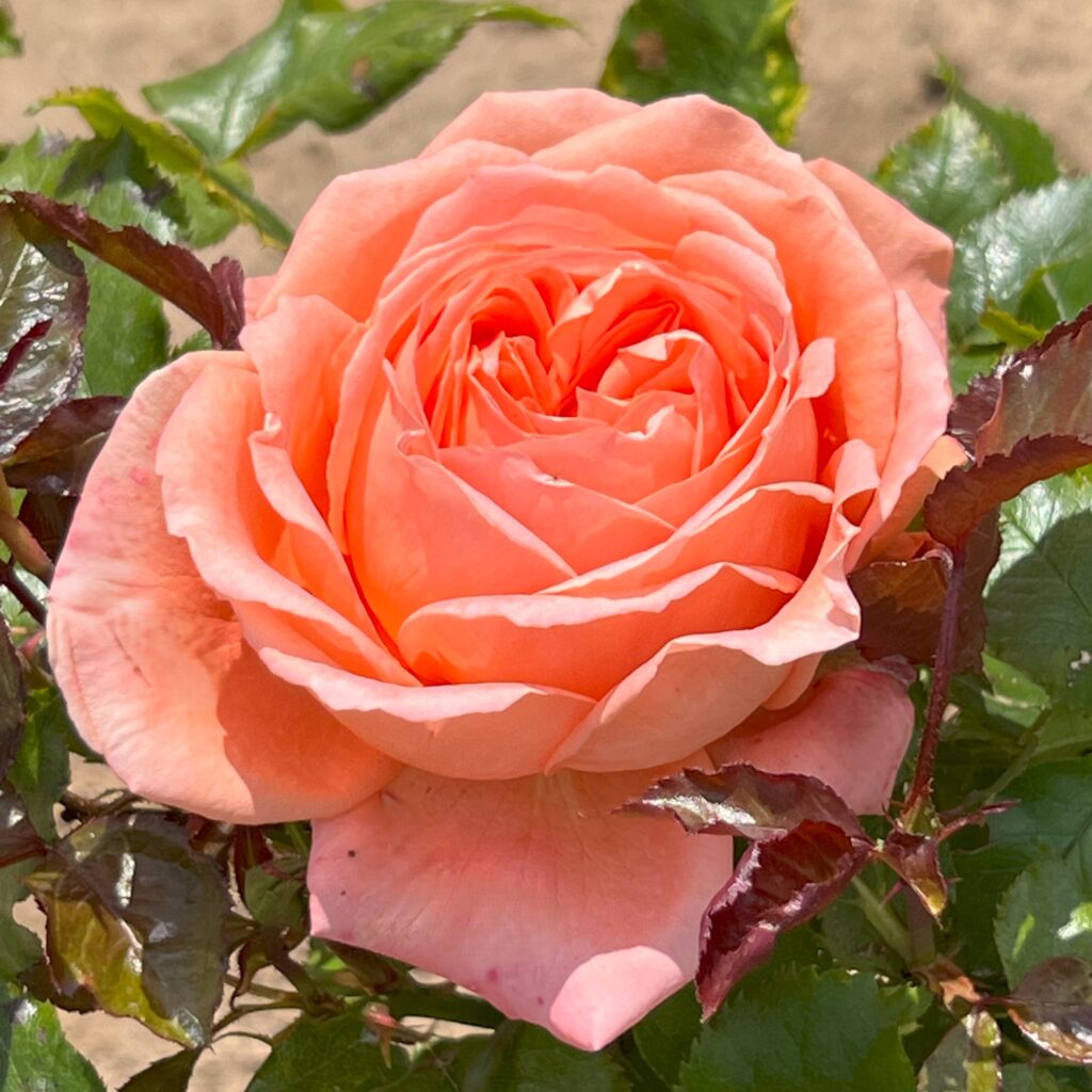 Cravens_Gold_Hybrid_Tea_Garden