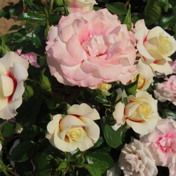 Kim's Rose