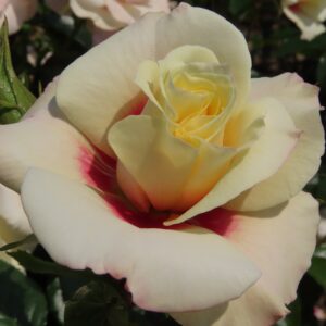 Kim's Rose