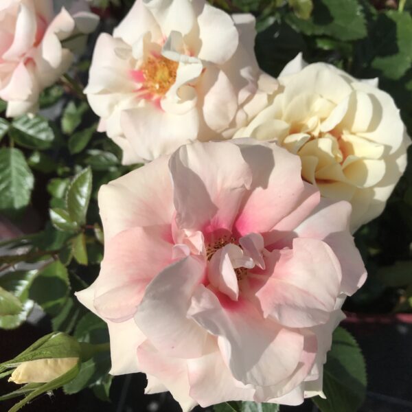 Kim's Rose