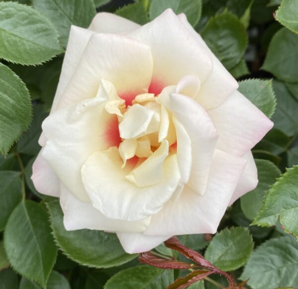 Kim's Rose