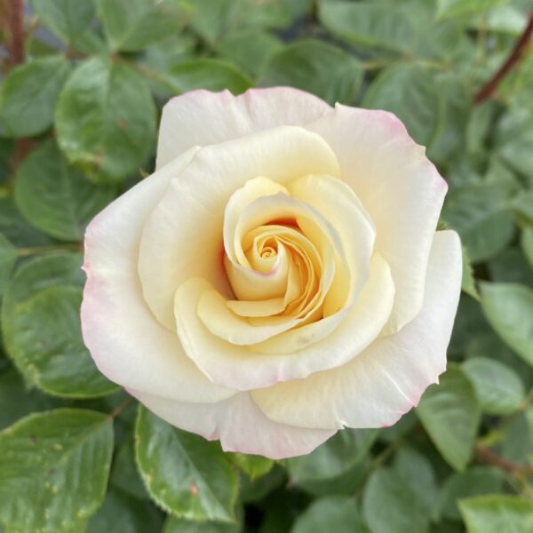Kim's Rose