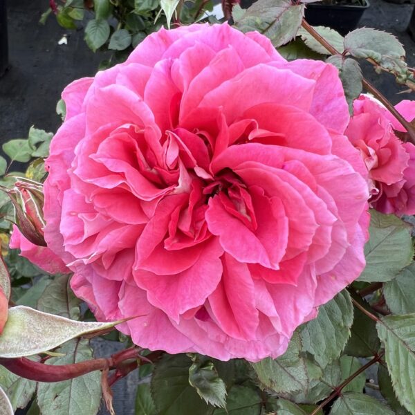 Maureen's Rose