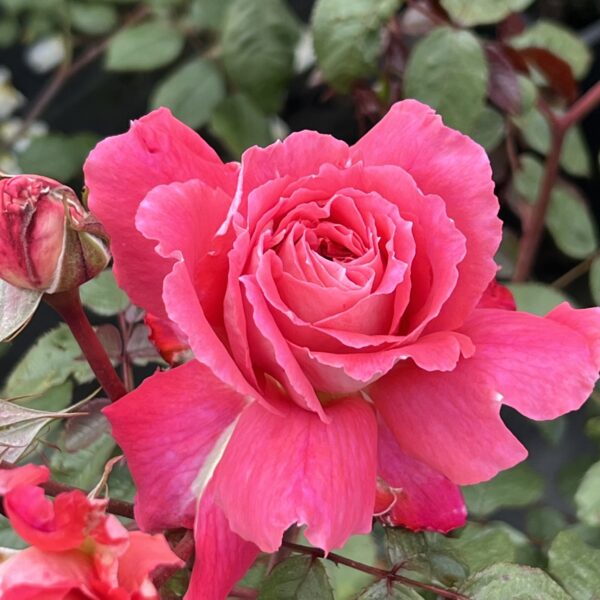 Maureen's Rose