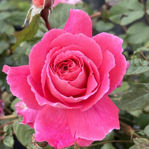 Maureen's Rose
