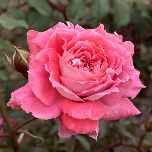 Maureen's Rose
