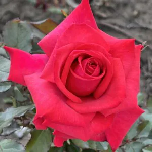 Mrs McGregor's Garden