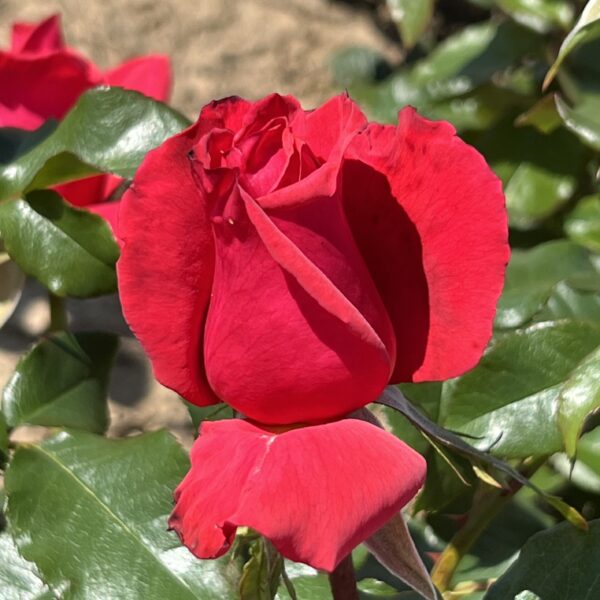 Mrs McGregor's Garden