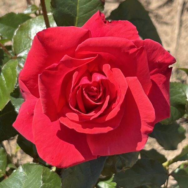 Mrs McGregor's Garden