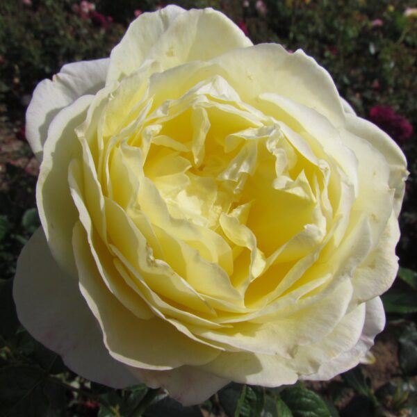 Nigel's Rose