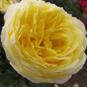 Nigel's Rose