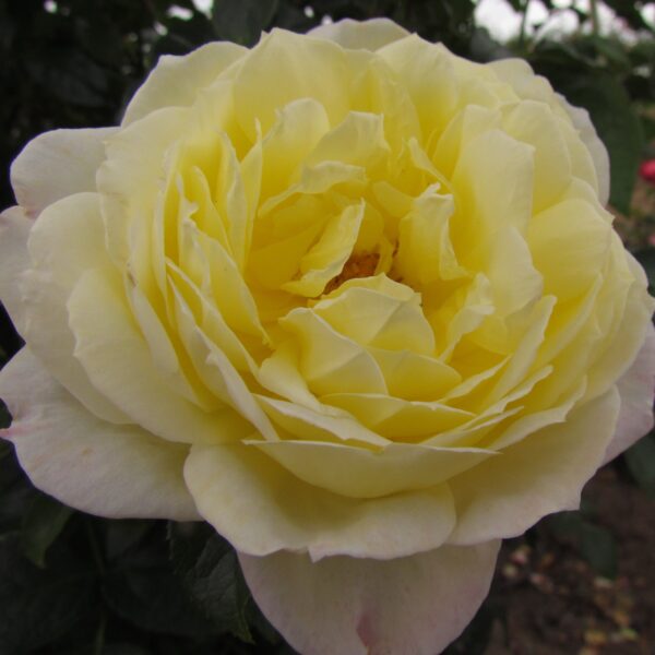 Nigel's Rose