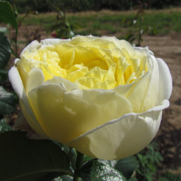 Nigel's Rose