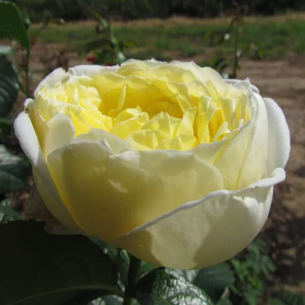 Nigel's Rose
