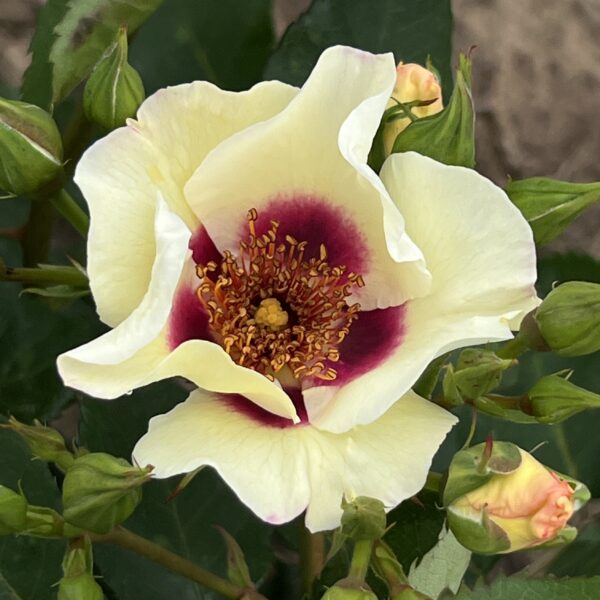 Oliver's Rose