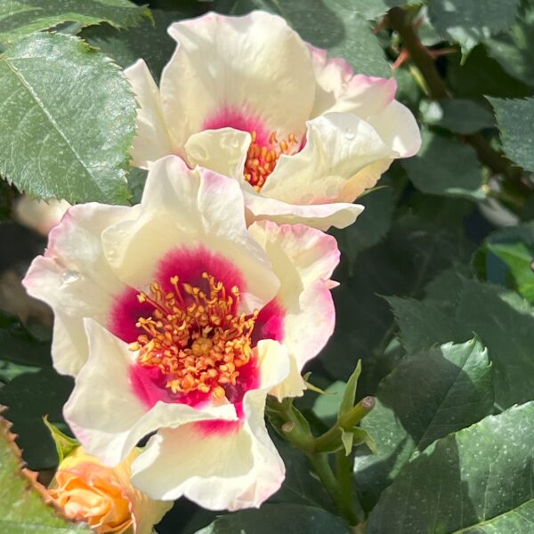 Oliver's Rose