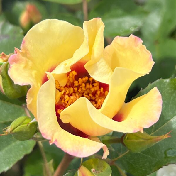 Oliver's Rose