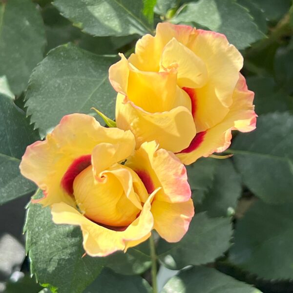 Oliver's Rose