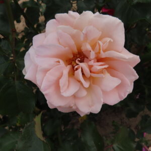 Jamie's Love - Image 2