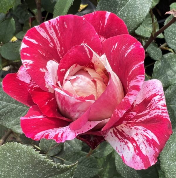 Timothy's Rose