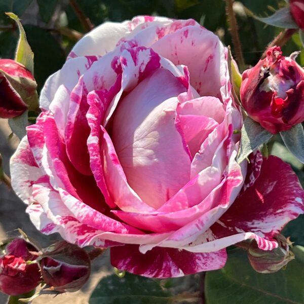 Timothy's Rose