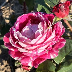Timothy's Rose