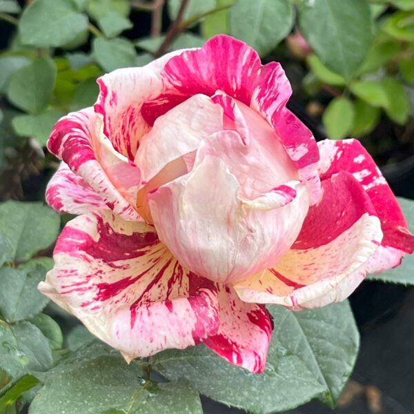Timothy's Rose
