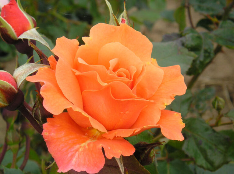 Bright future rose | Healthy Roses | Style Roses
