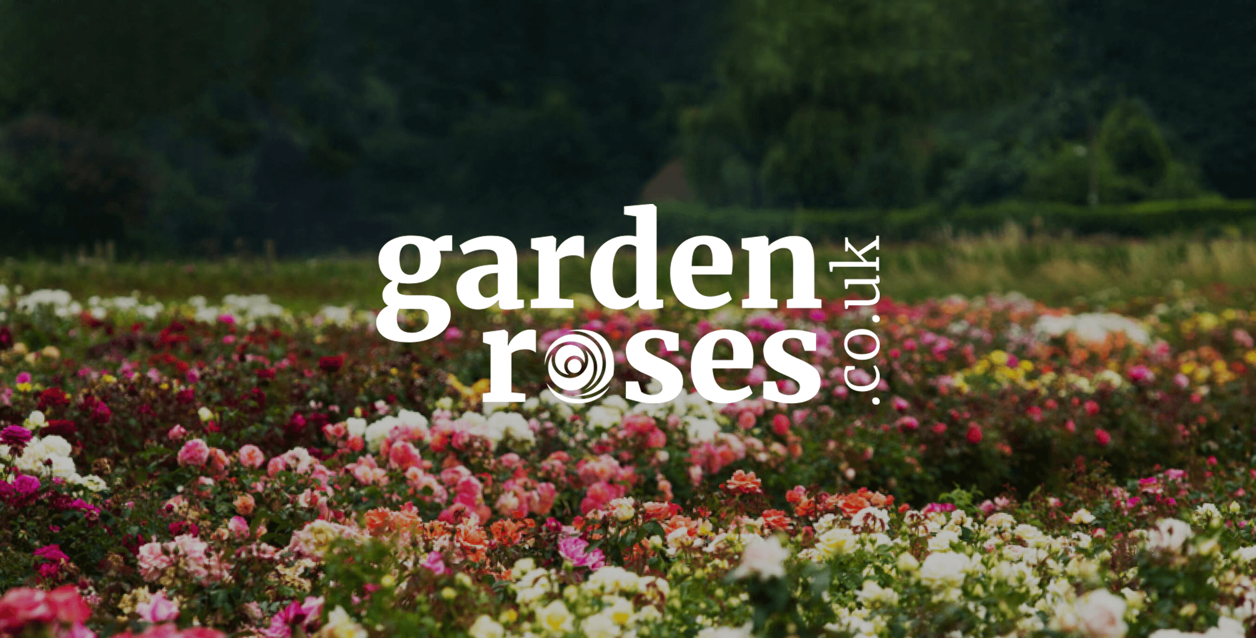 Garden Roses | Style Roses