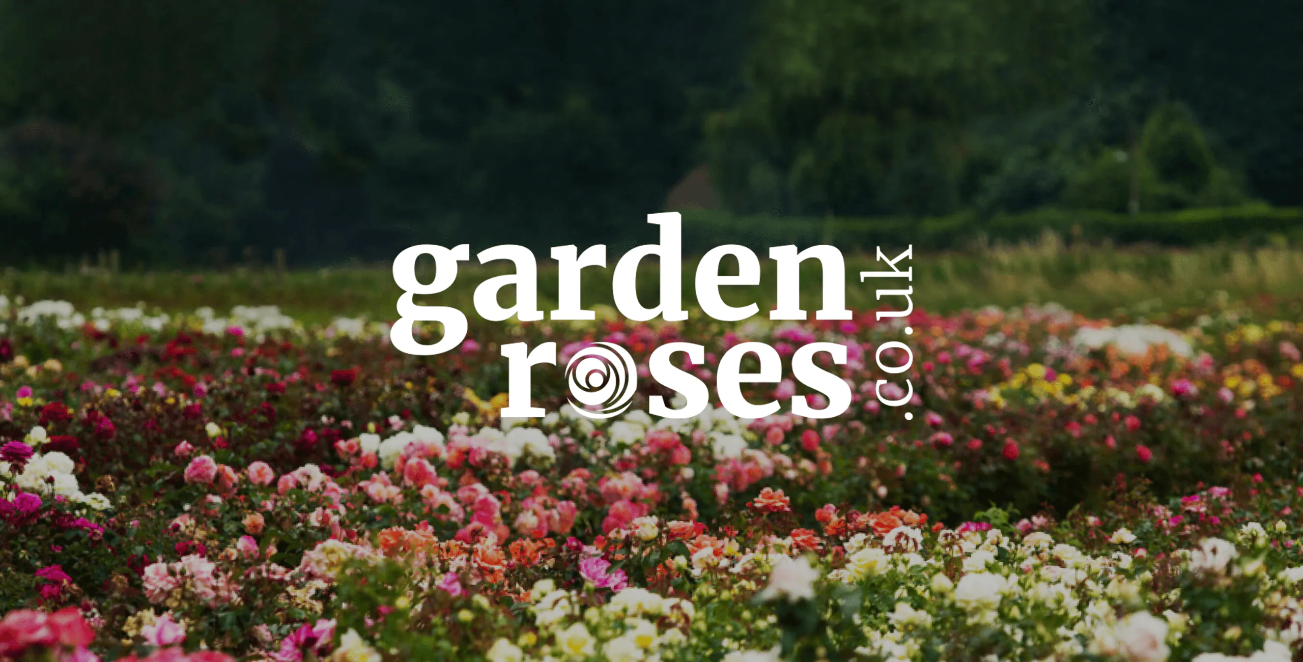 Garden Roses | Style Roses