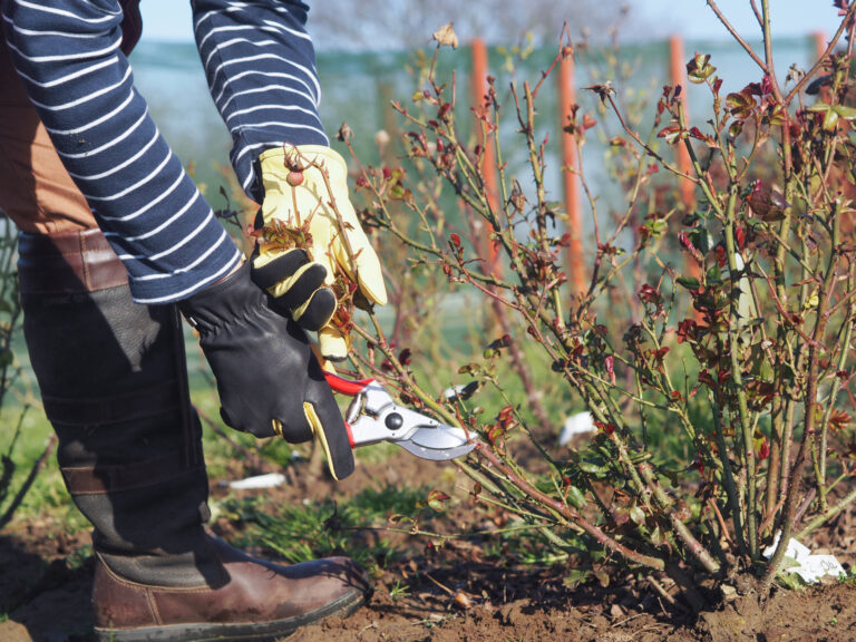 How to prune roses | Style Roses