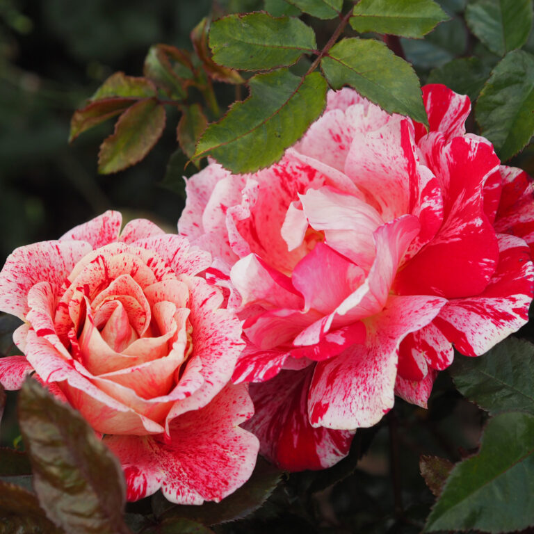 Pink Rose | Planting roses into your garden| The Fragrant Rose Company