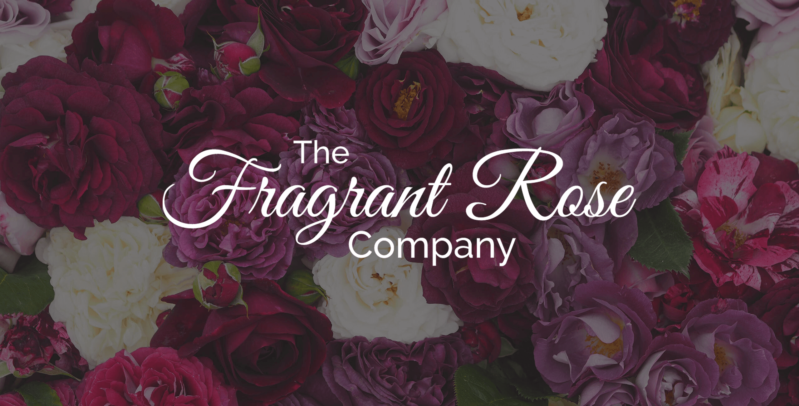 Fragrant Roses | The Fragrant Rose Company | Style Roses