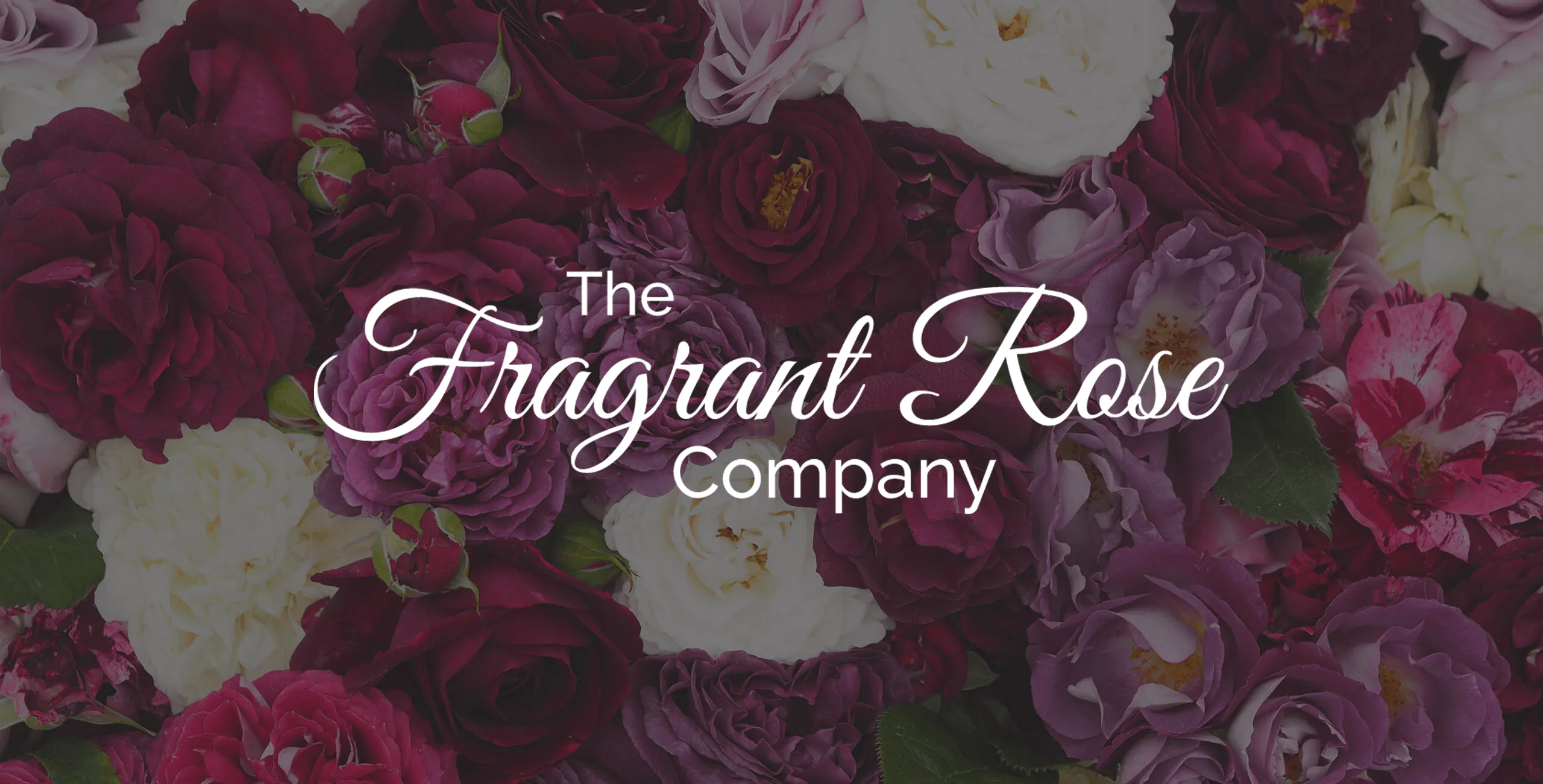 Fragrant Roses | The Fragrant Rose Company | Style Roses