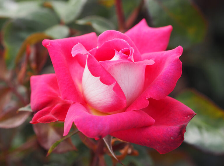 How to treat roses when they arrive | Style Roses